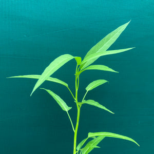 Kangkung - Ipomoea aquatica NEW