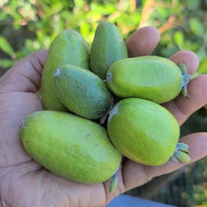 Feijoa - Pineapple Guava