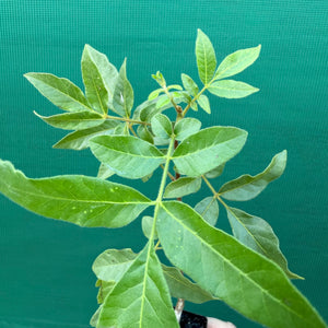 Burdekin plum - Pleiogynium timorense NEW