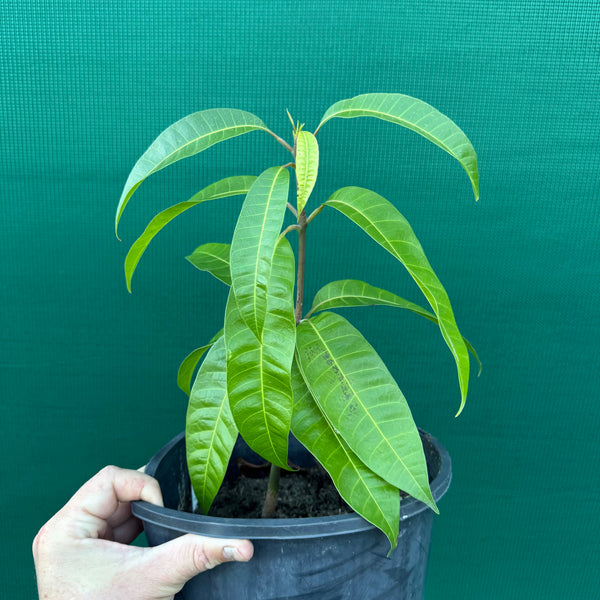 Fr Mango R2e2 Mango - R2E2 NEW - Edible Jungle Nursery