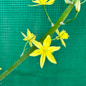 Bulbine Lily - Bulbine bulbosa NEW
