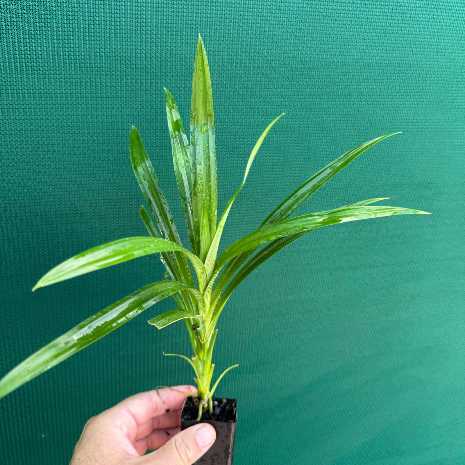 Pandanus tectorius NEW