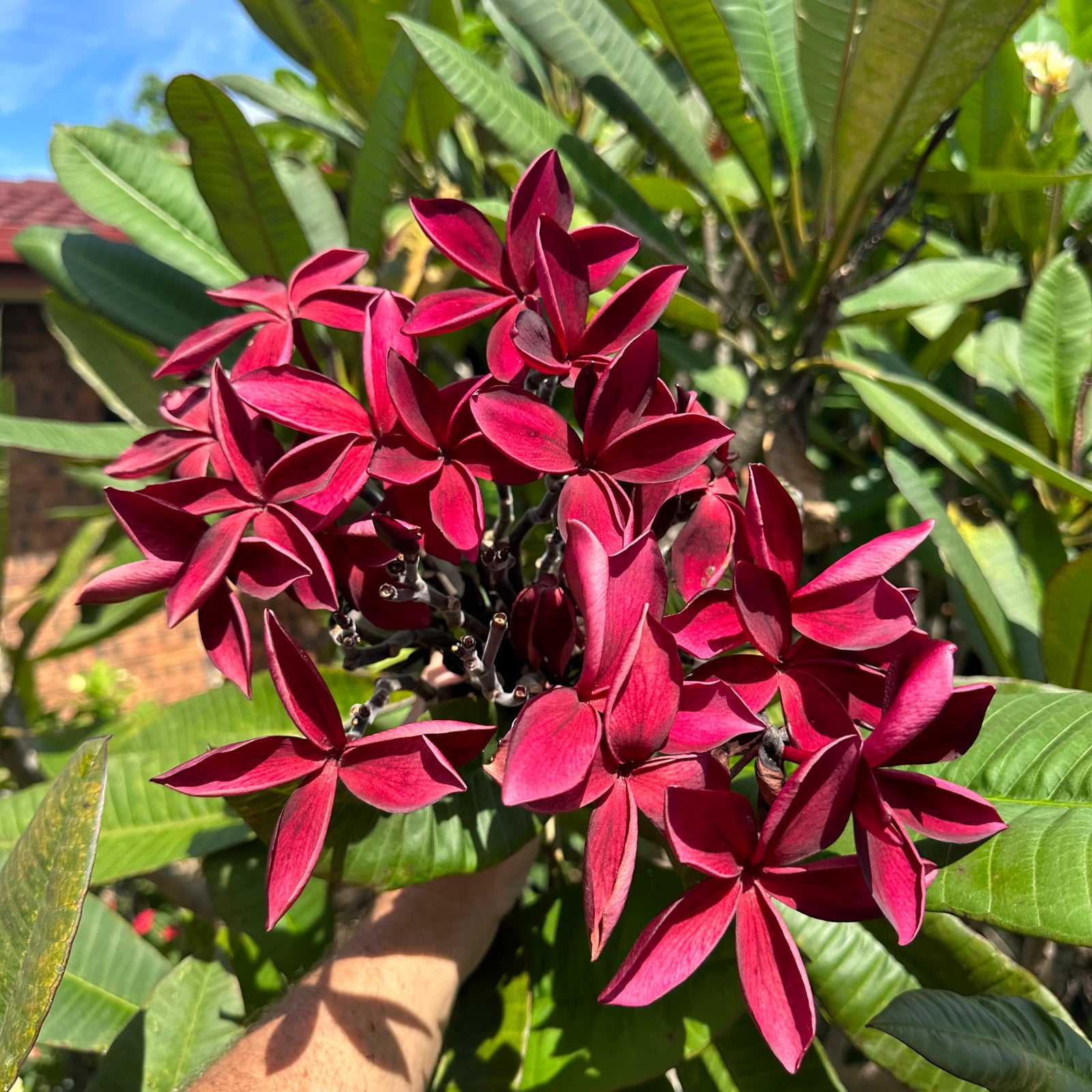 Frangipani - Hilo Beauty