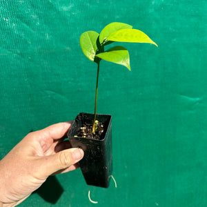 Soursop - Annona muricata NEW