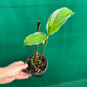 Variegated Shampoo Ginger - Zingiber zerumbet NEW