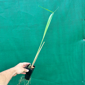 West Indian Lemon Grass - Cymbopogon citratus NEW