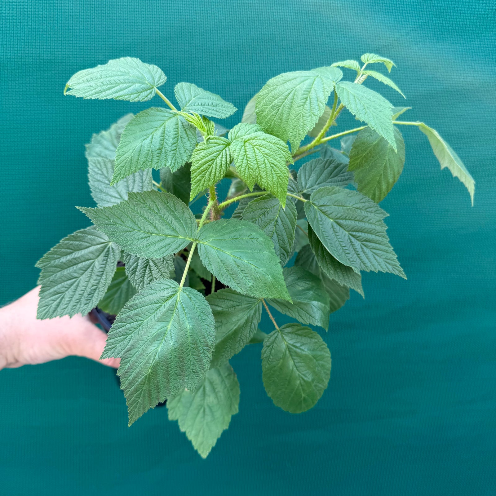 Raspberry Heritage - Rubus idaeus NEW
