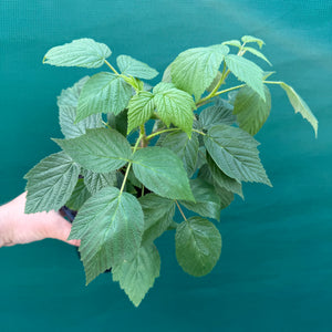 Raspberry Heritage - Rubus idaeus NEW