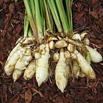 West Indian Arrowroot - Maranta arundinacea NEW - Edible Jungle Nursery