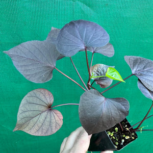 Sweet Potato ‘Treasure Island Kaukura’