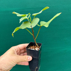 Sweet Potato ‘Japanese Murasaki’