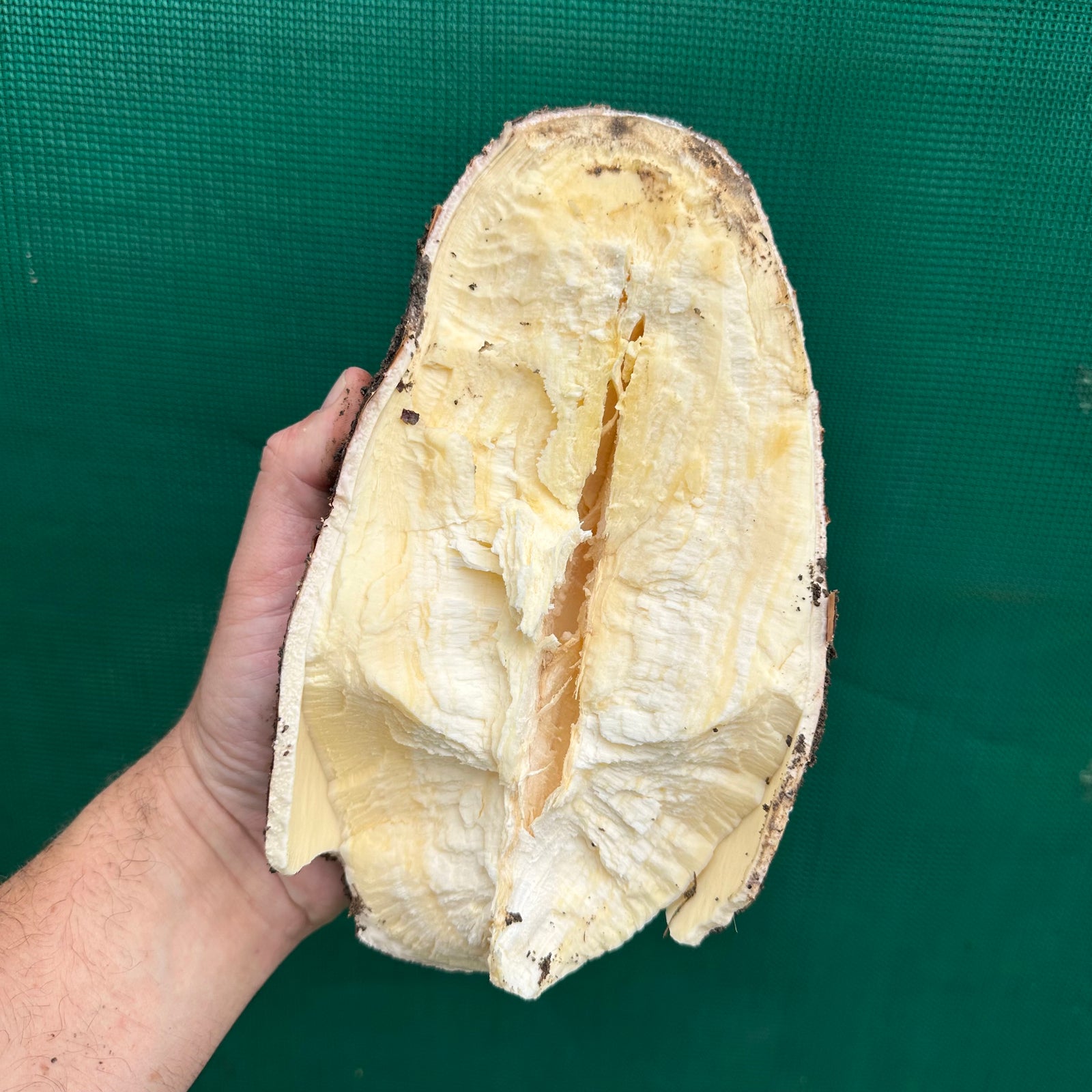 Cassava ‘Yellow’ - Manihot esculenta NEW