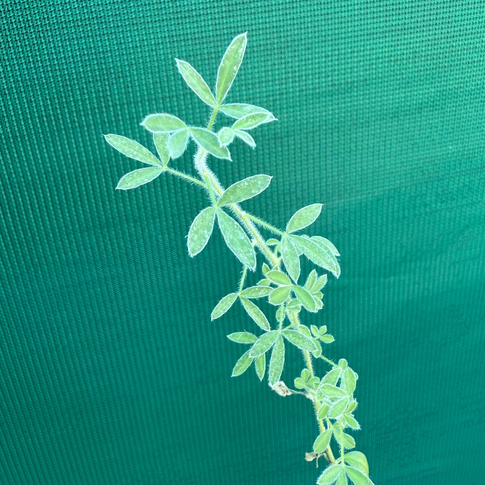 Tagasaste Tree Lucerne (Cytisus proliferus) - Edible Jungle Nursery