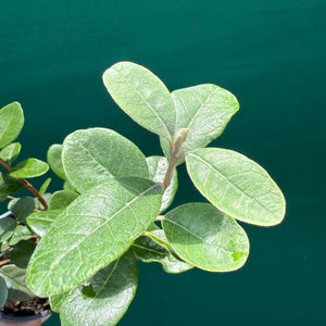 Feijoa ‘Sellowiana Pineapple’ NEW