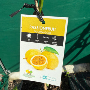 Passion Fruit - Panama Gold NEW
