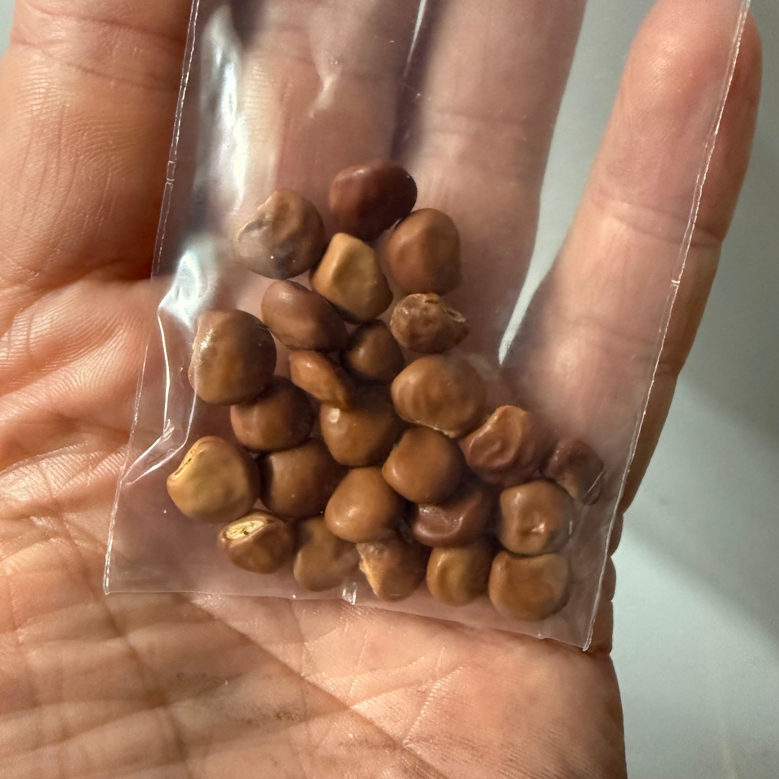Pigeon Pea - Cajanus cajan