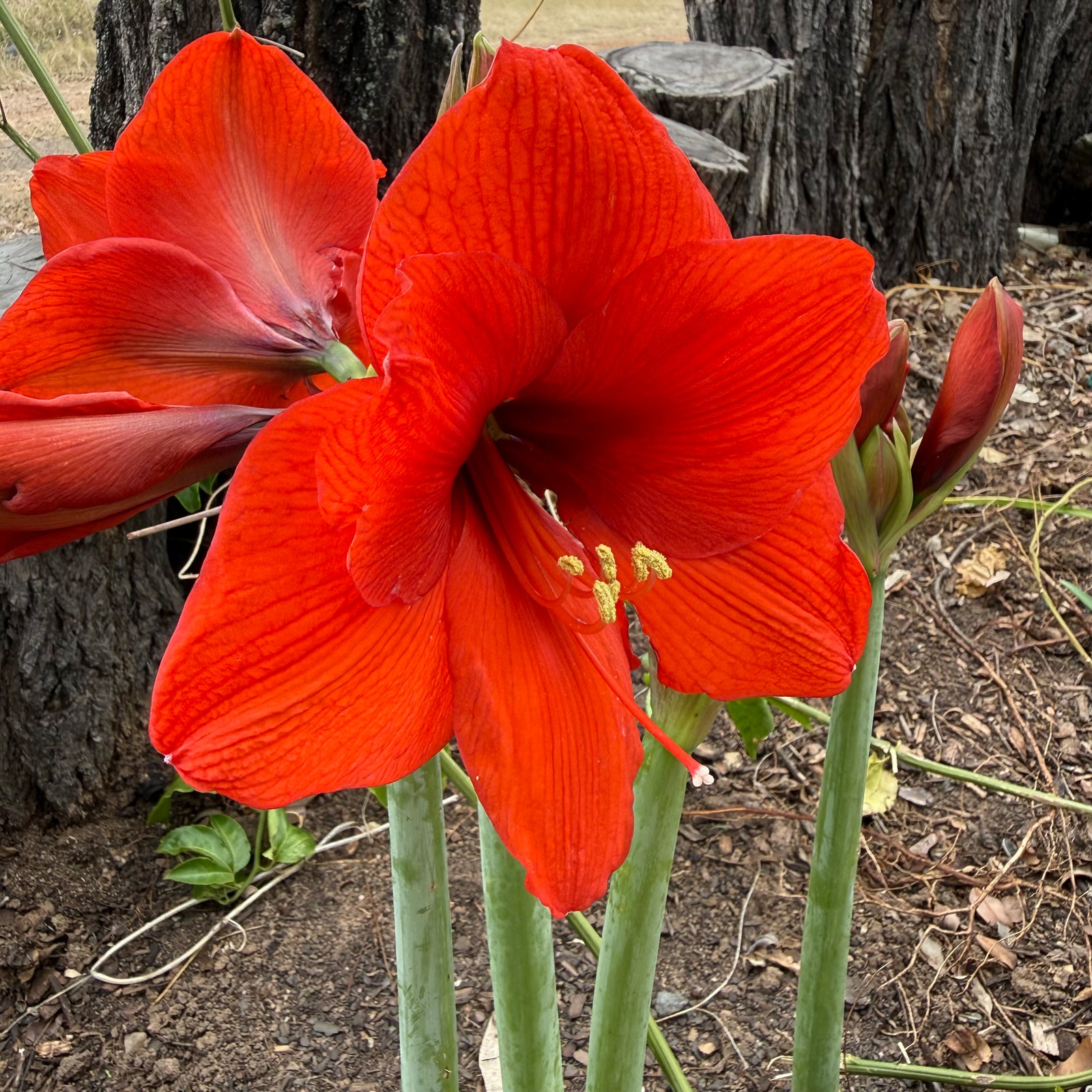 Hippeastrum ‘Orange Sovereign’ NEW