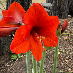 Hippeastrum ‘Orange Sovereign’ NEW