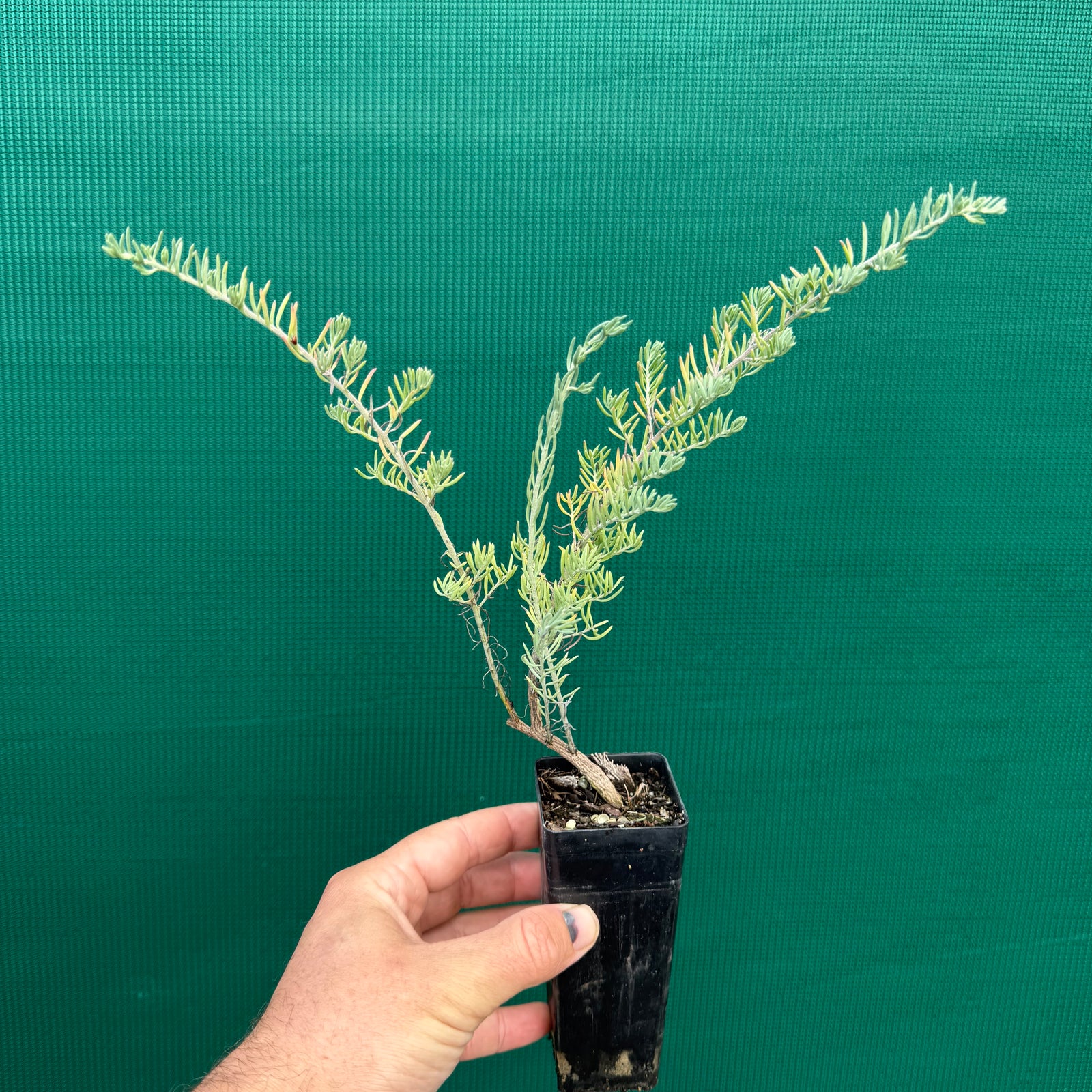 Ruby Saltbush - Enchylaena tomentosa NEW