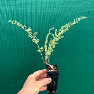 Ruby Saltbush - Enchylaena tomentosa NEW