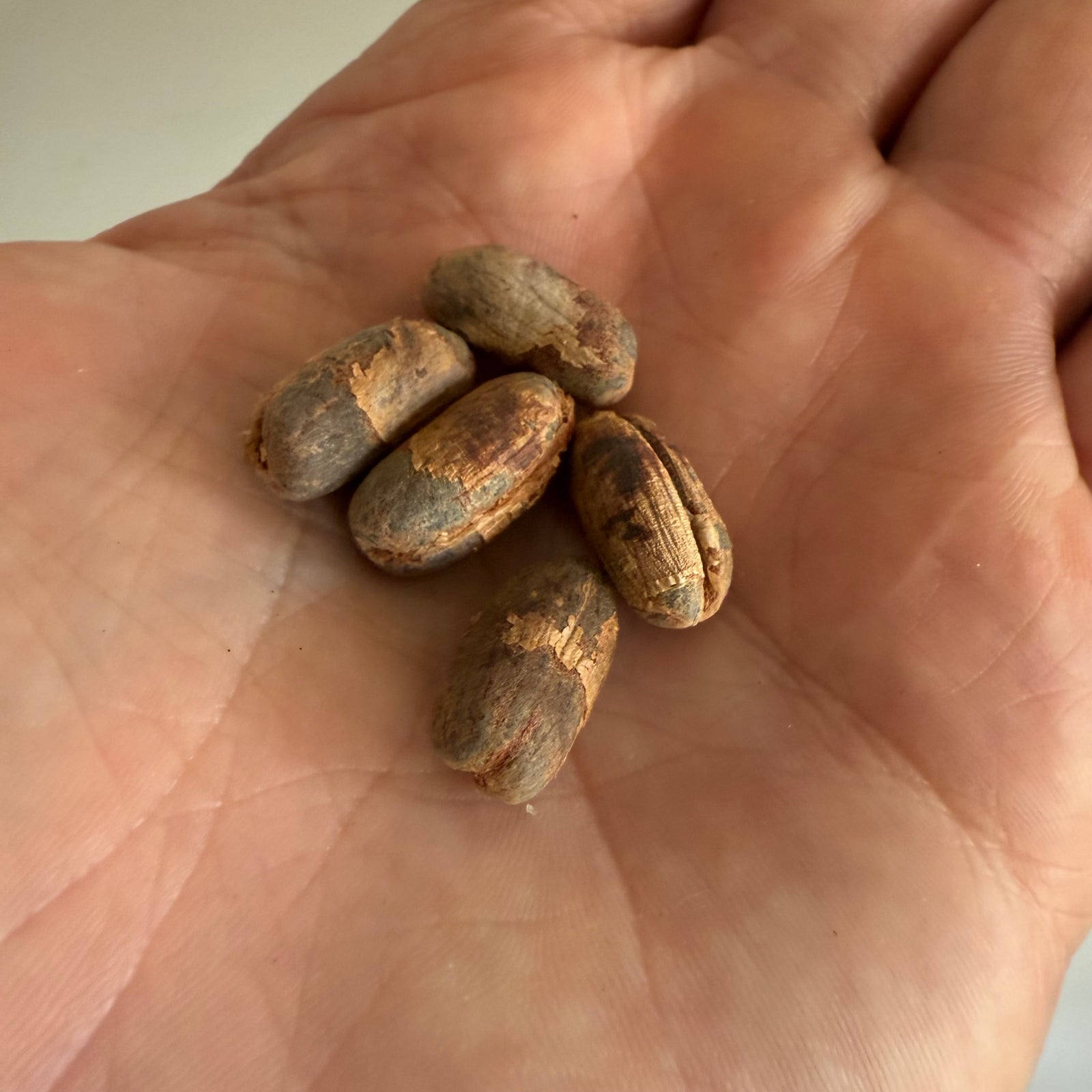 Canary Island Date Palm - Phoenix canariensis NEW