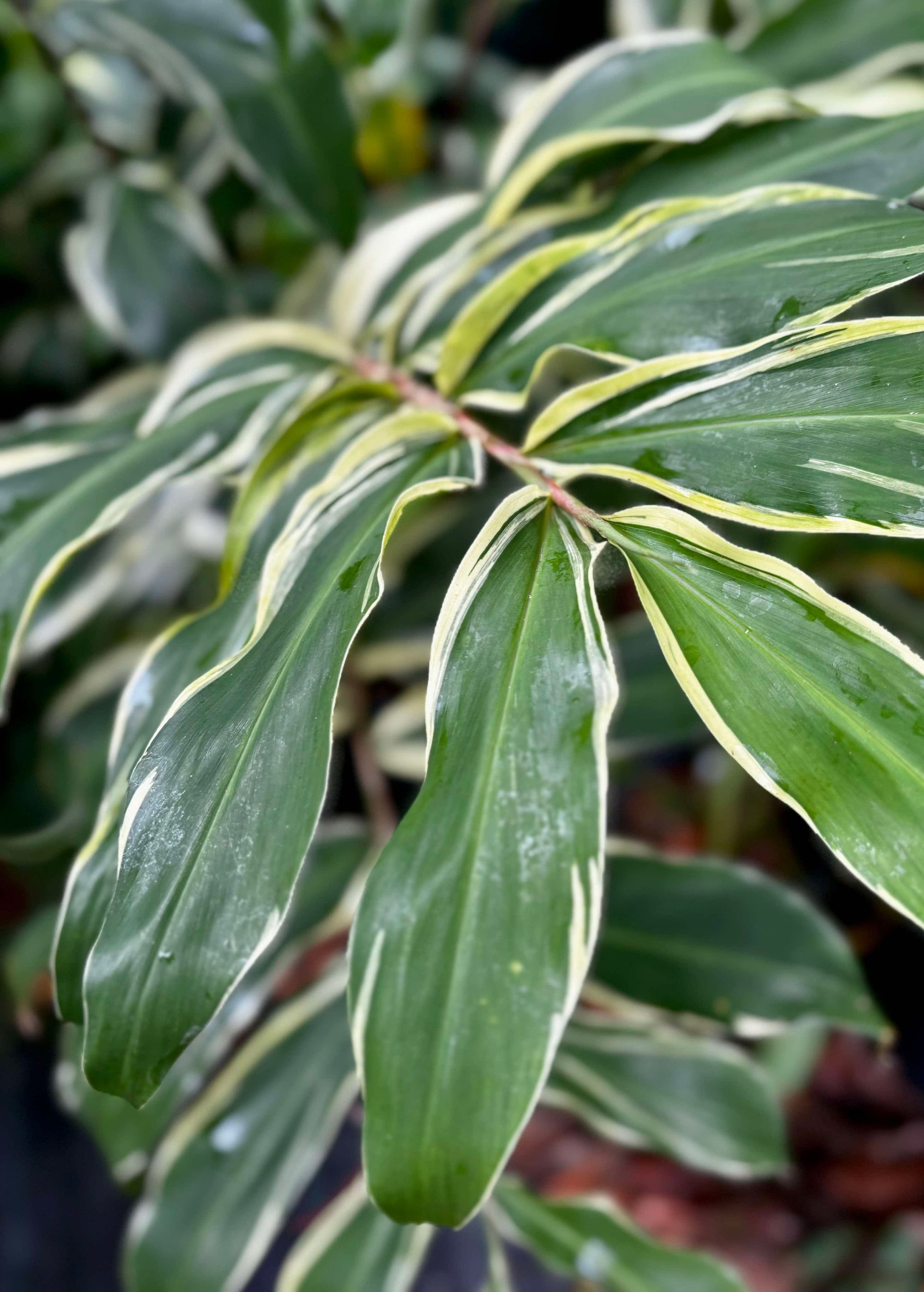 Variegated Shampoo Ginger - Zingiber zerumbet NEW