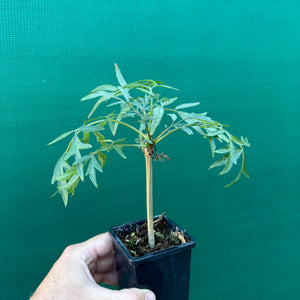 Elderberry ‘Fancy Leaf’ NEW