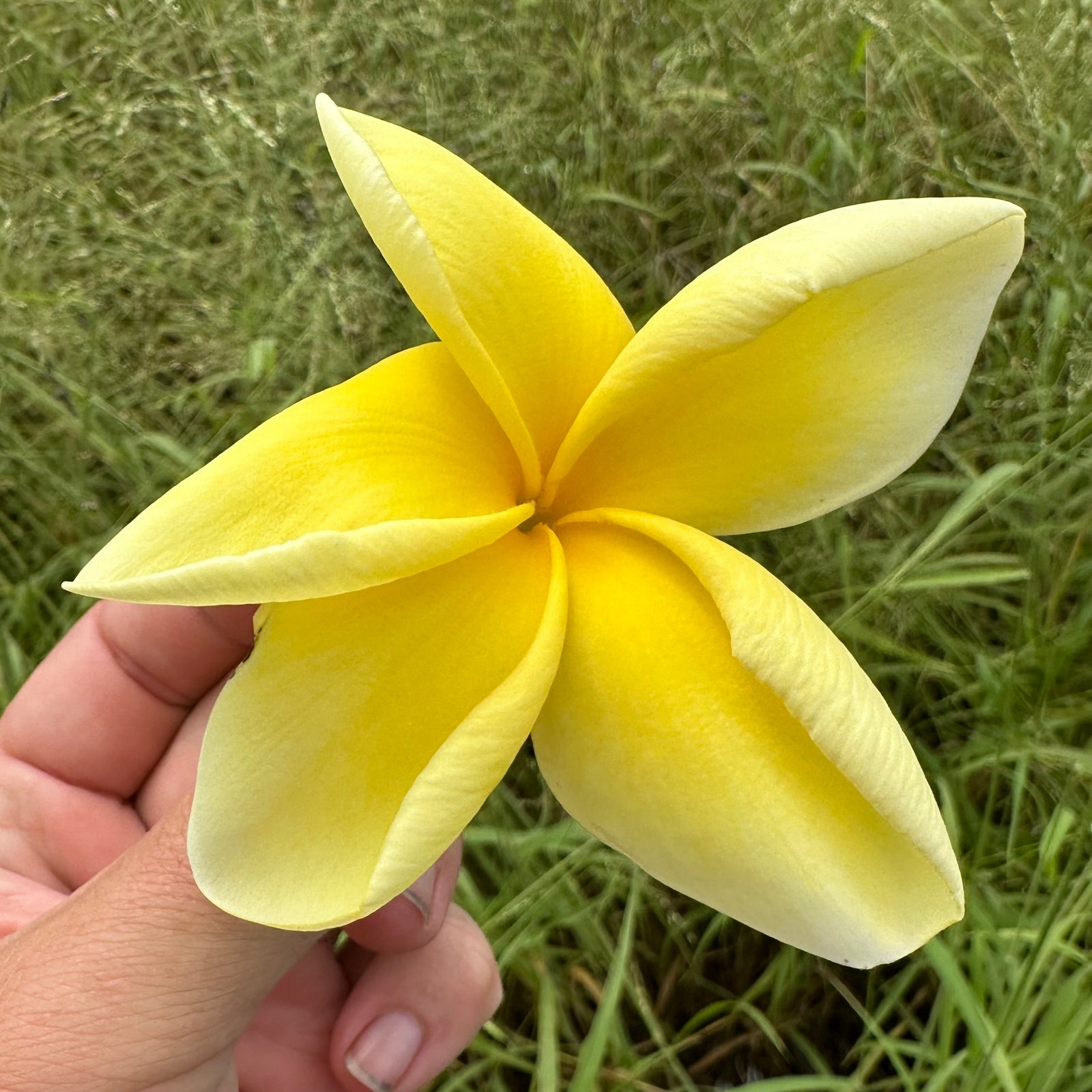 Frangipani - Bowen Yellow