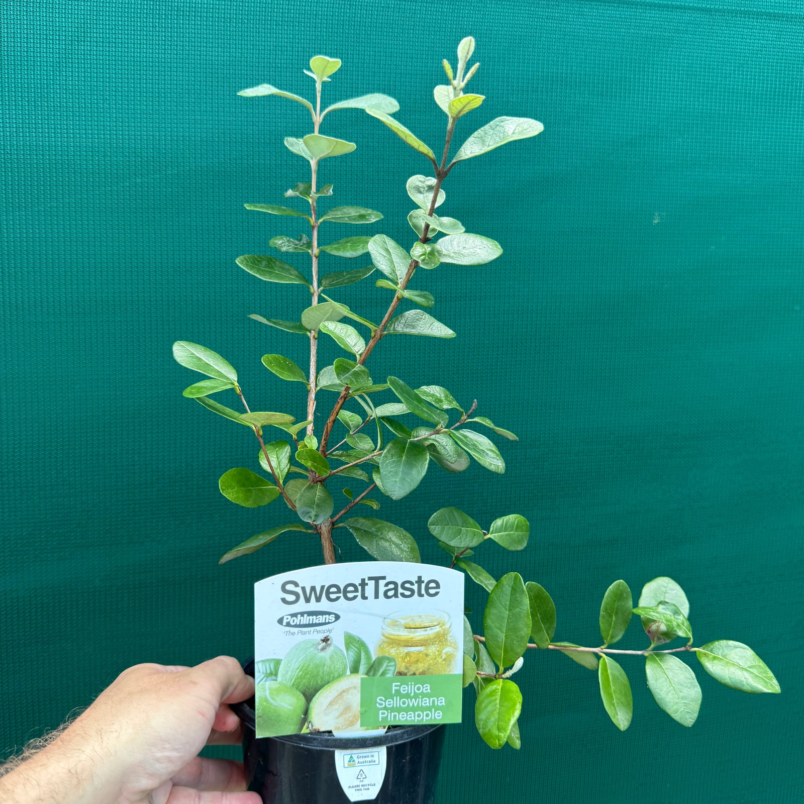 Feijoa ‘Sellowiana Pineapple’ NEW