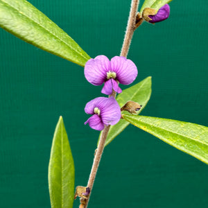 Hovea acutifolia NEW