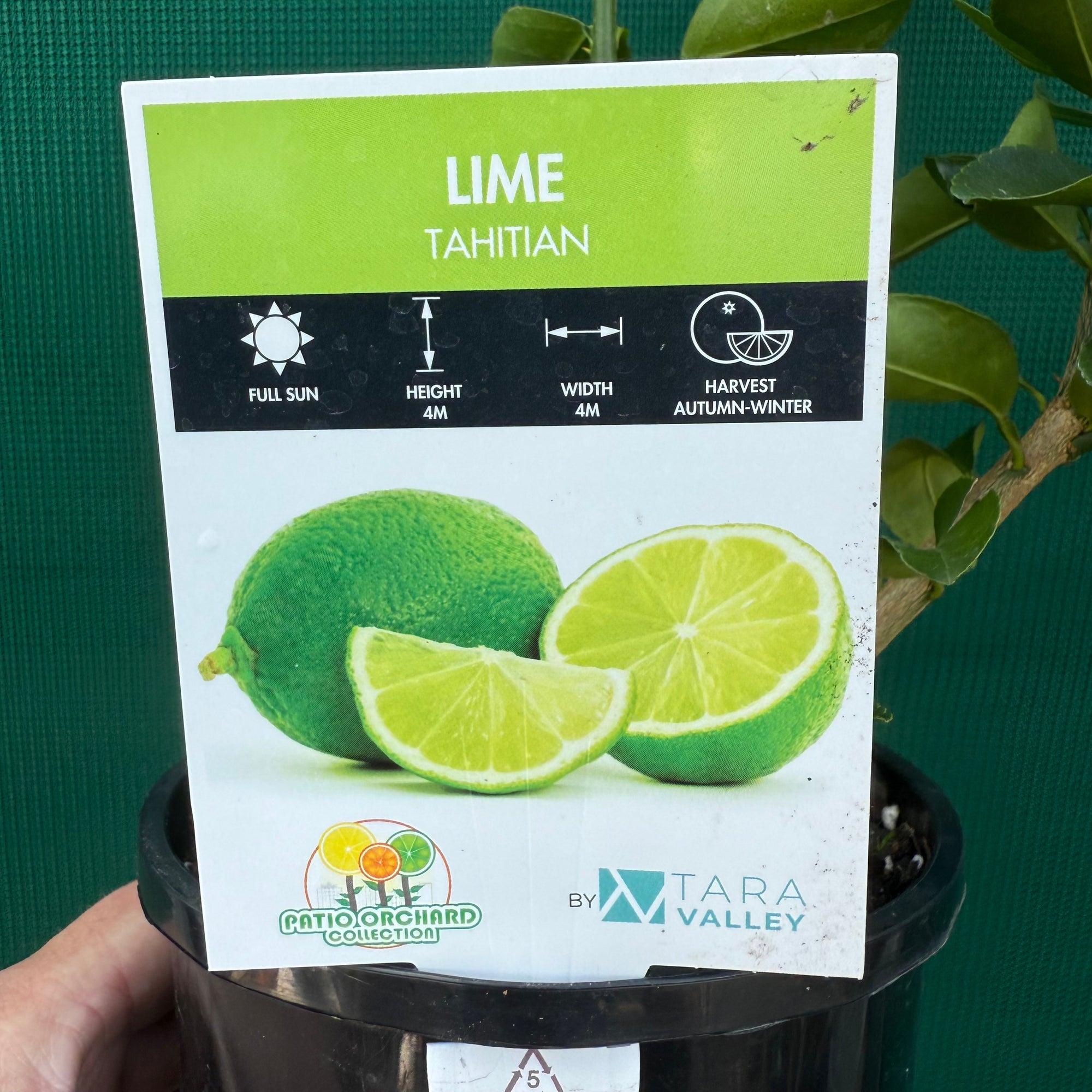 Tahitian Lime NEW