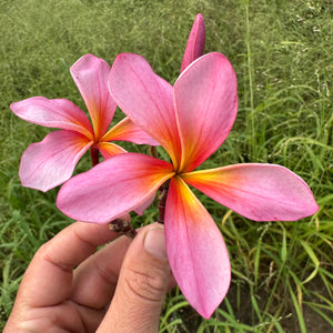 Frangipani - Aussie Pink