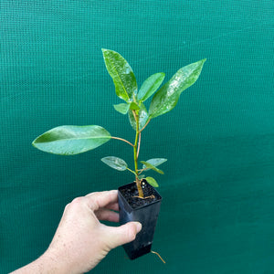 Moreton Bay Fig - Ficus macrophylla