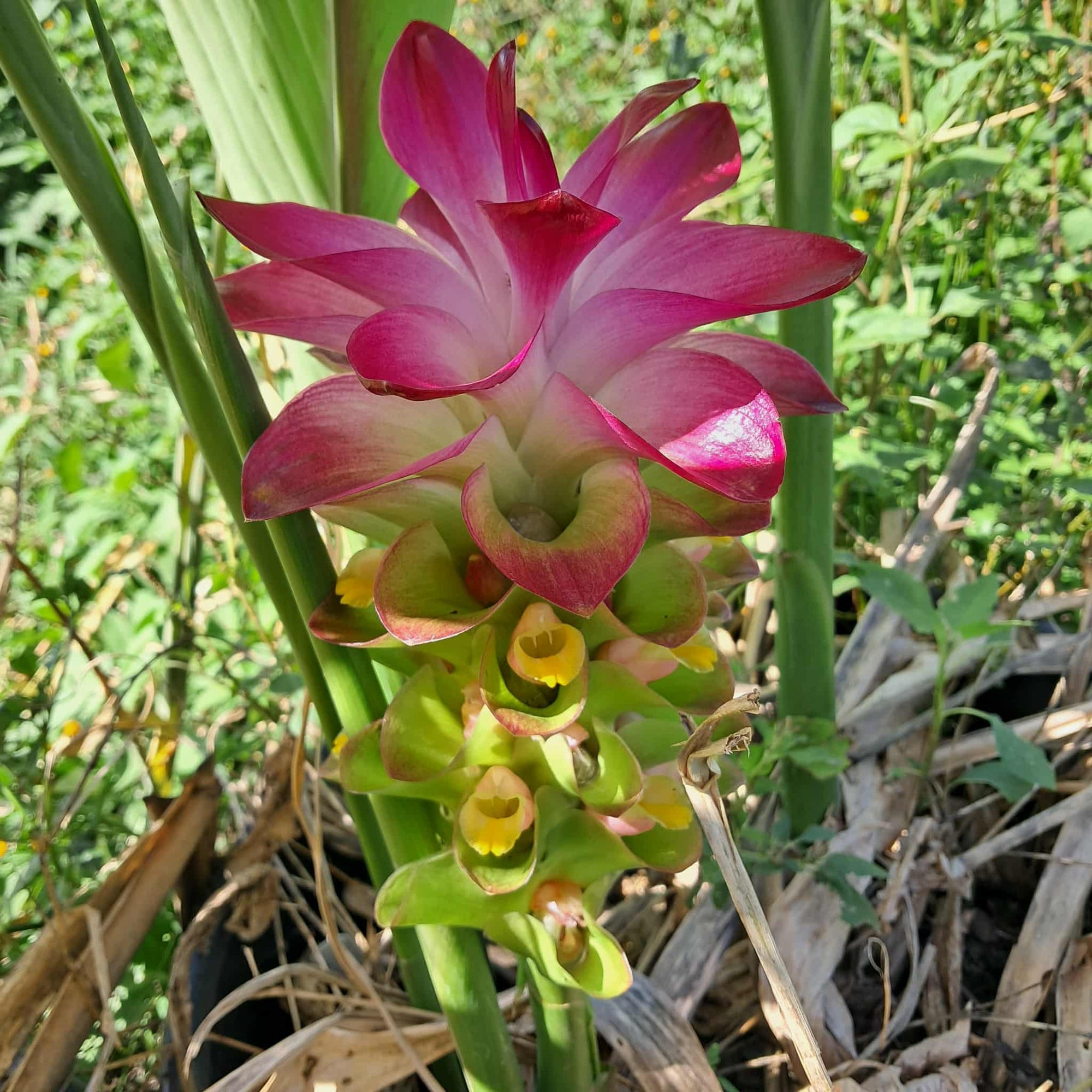 Temulawak - Curcuma xanthorrhiza NEW