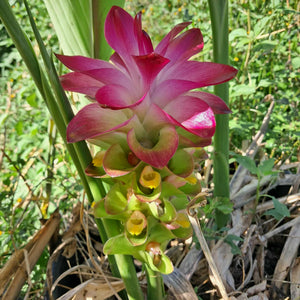 Temulawak - Curcuma xanthorrhiza NEW