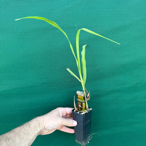 Sugar Cane ‘Striped’ NEW