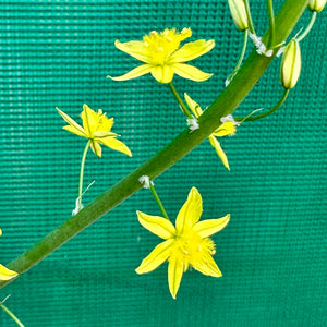 Bulbine Lily - Bulbine bulbosa NEW