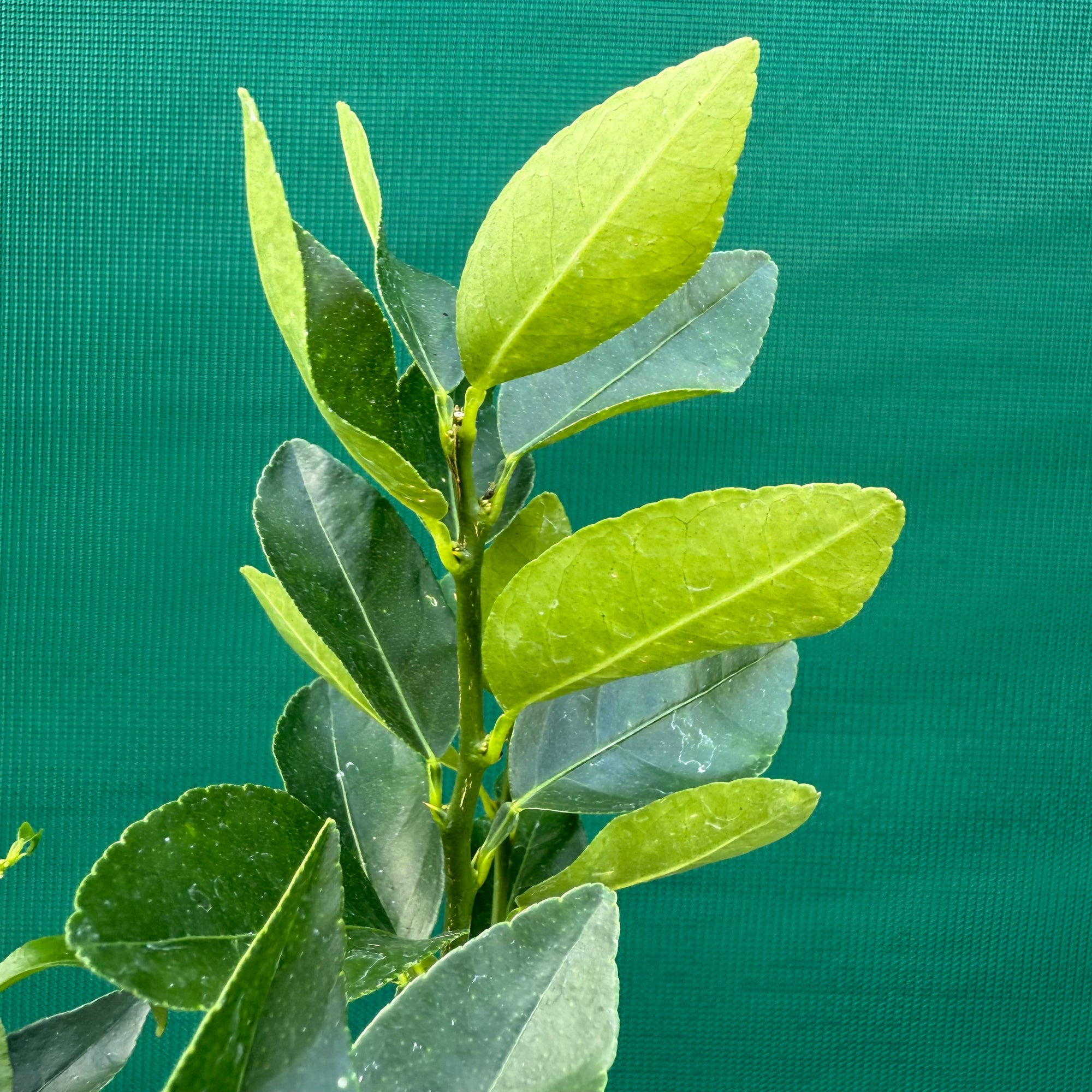 Tahitian Lime NEW