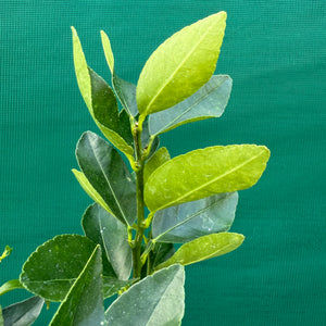 Tahitian Lime NEW