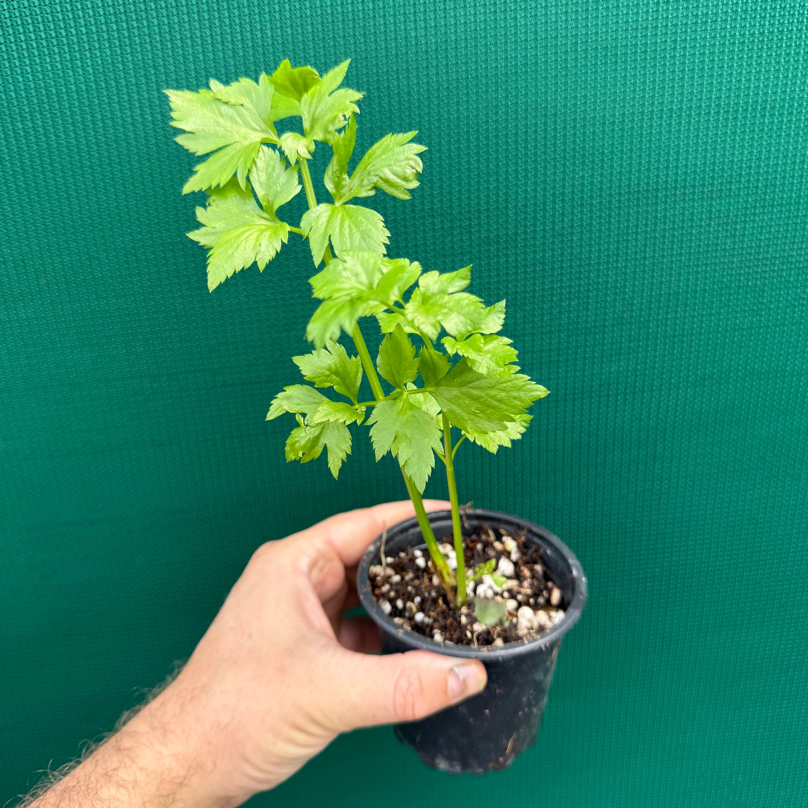 Perpetual Celery (Apium graveolens var. secalinum) NEW