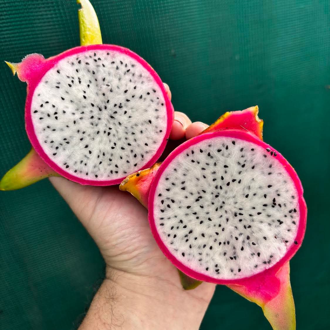 Dragon Fruit ‘Pearl’