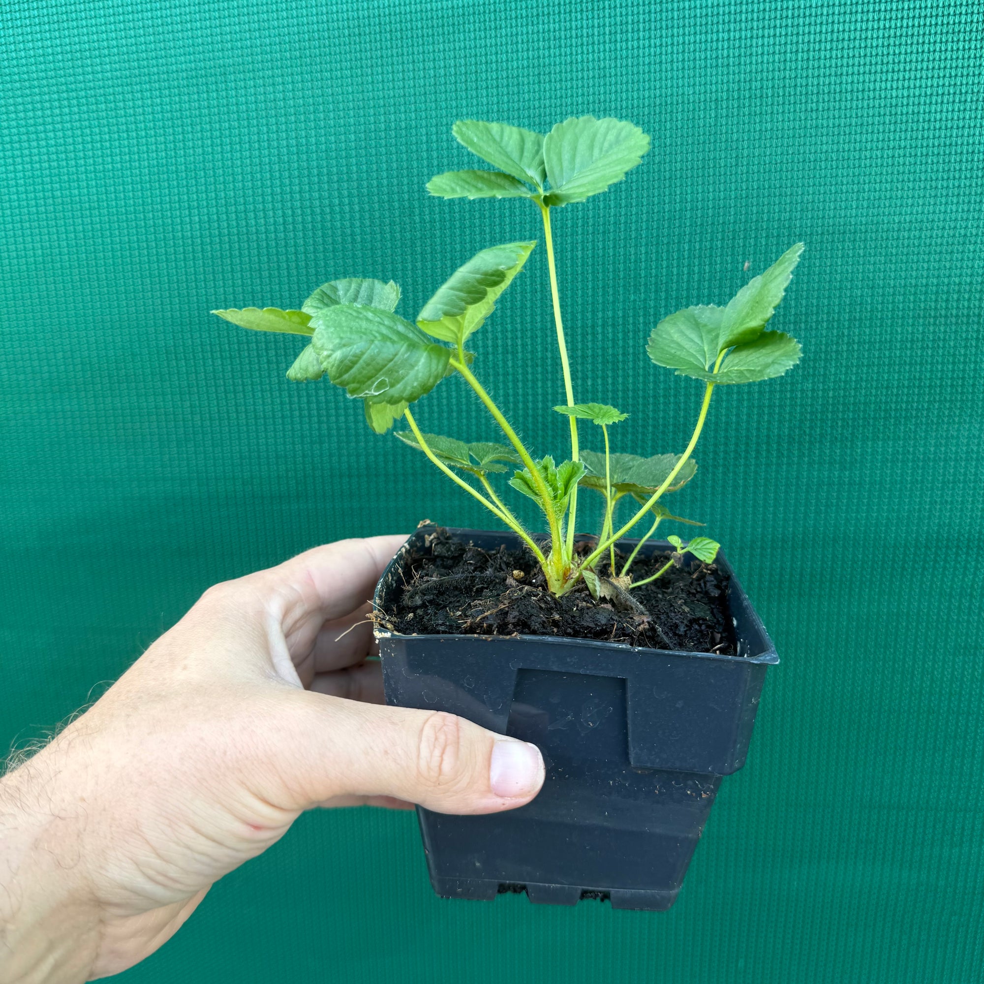 Strawberry - Sweetie NEW