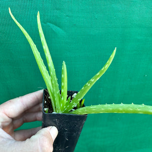 Aloe vera NEW