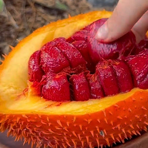 Gac fruit (Momordica cochinchinensis)
 NEW