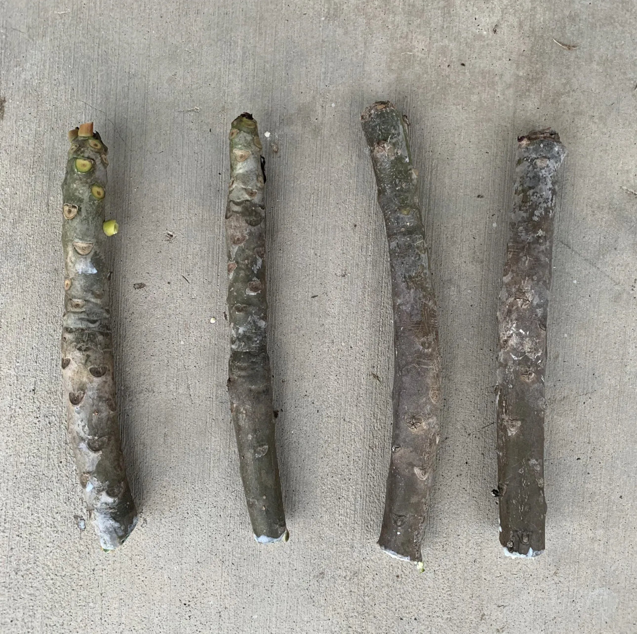 Frangipani - Col’s Cooktown Sunset