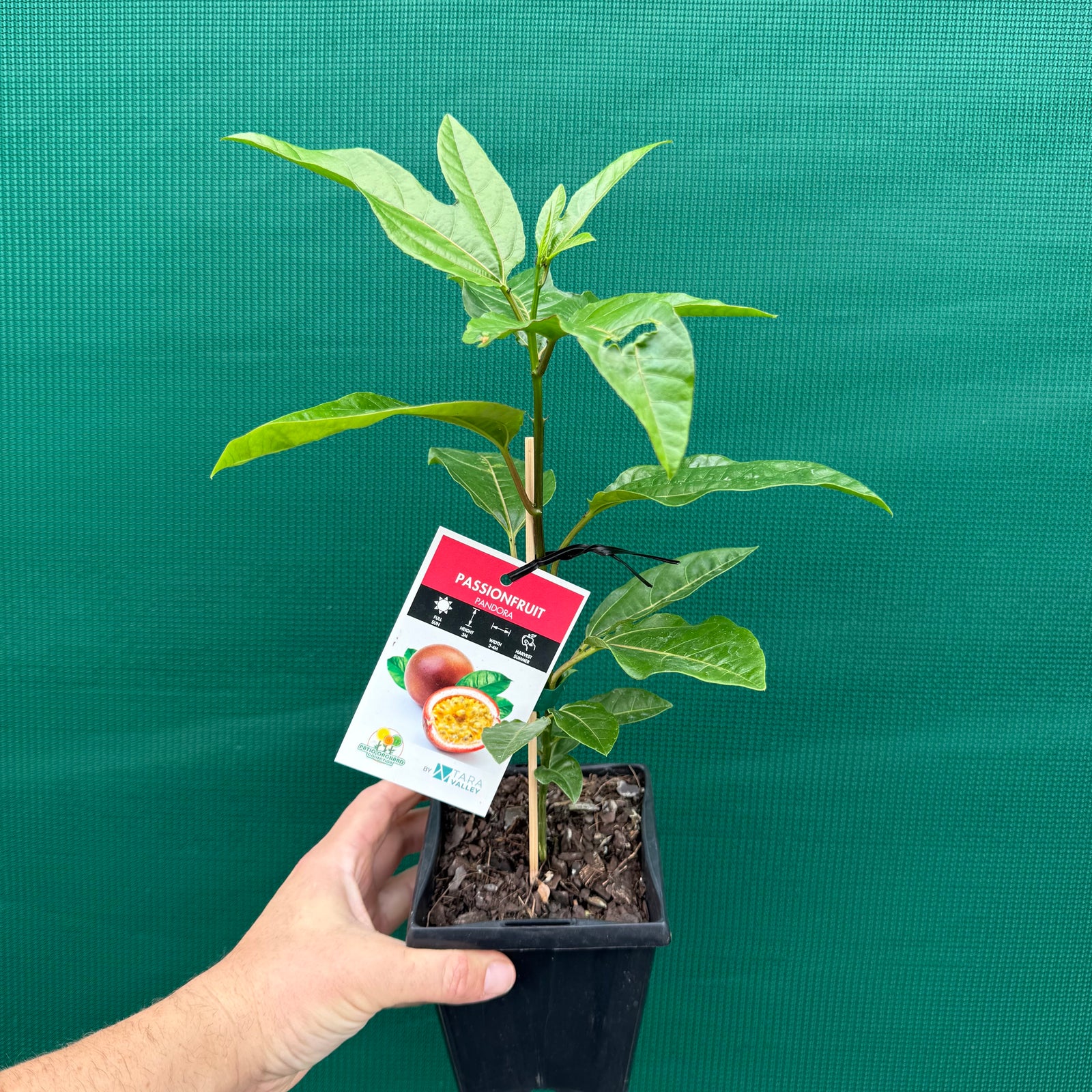 Passion Fruit - Pandora NEW