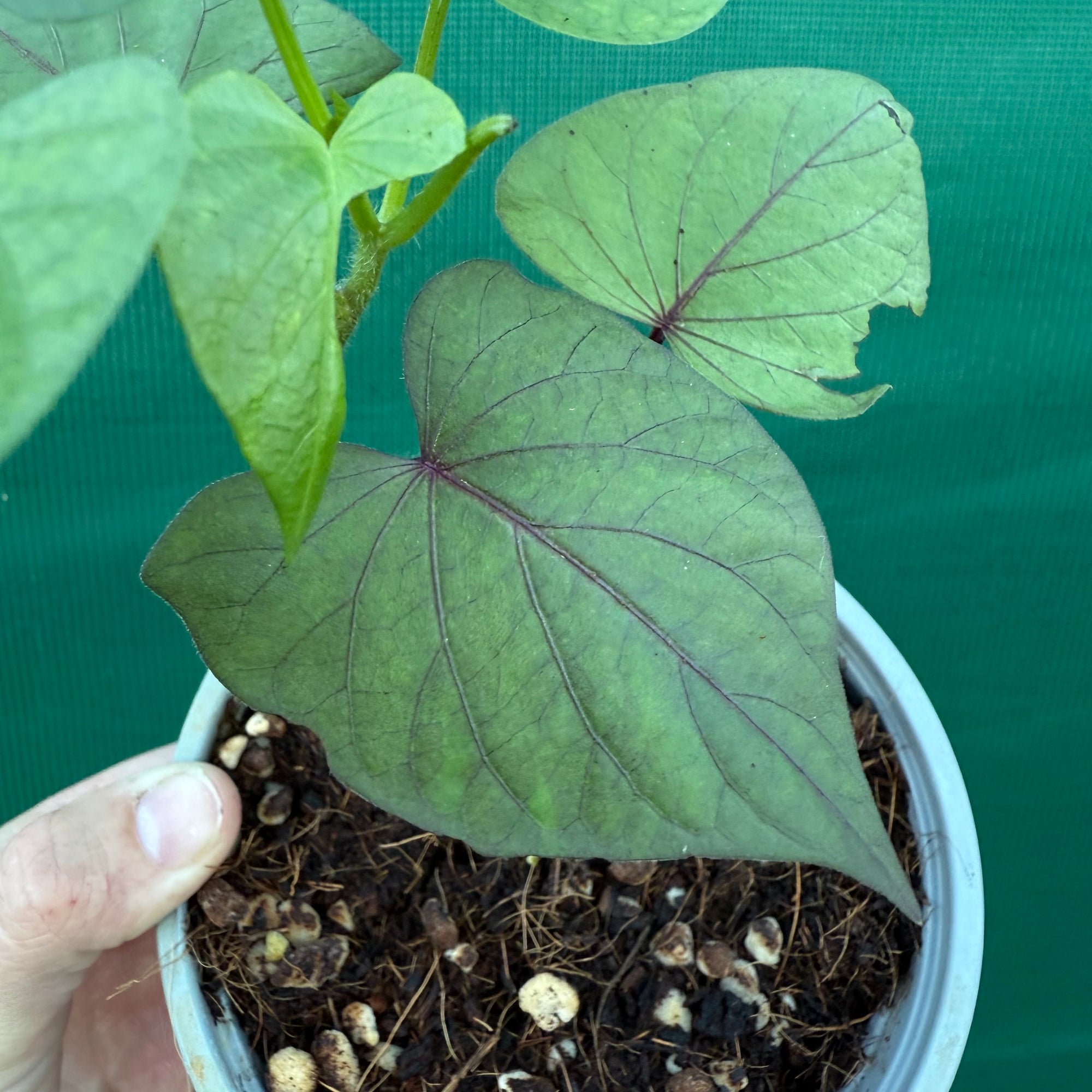 Sweet Potato ‘Japanese Murasaki’ NEW