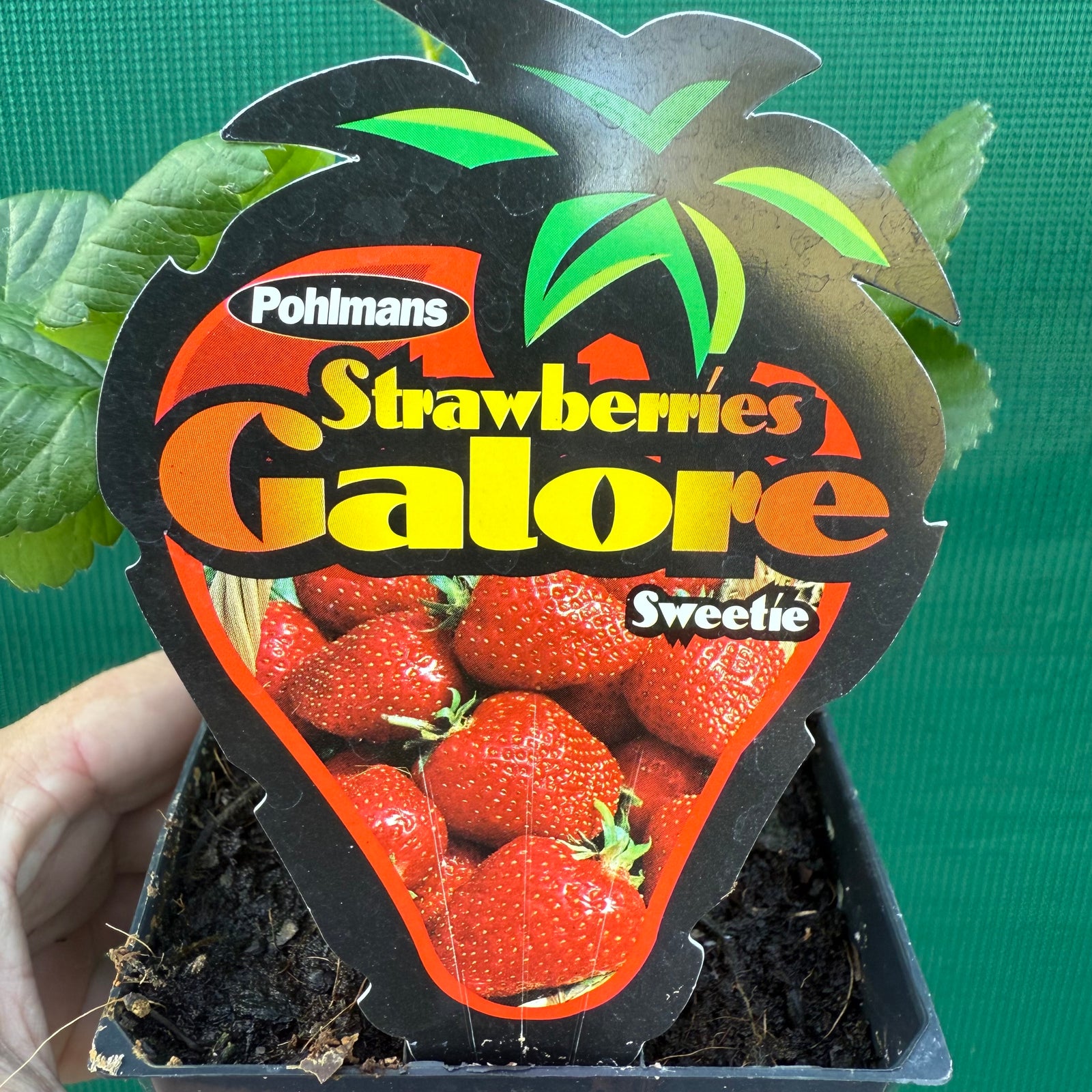 Strawberry - Sweetie NEW