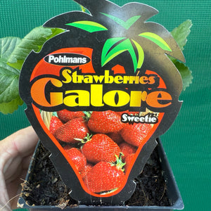 Strawberry - Sweetie NEW