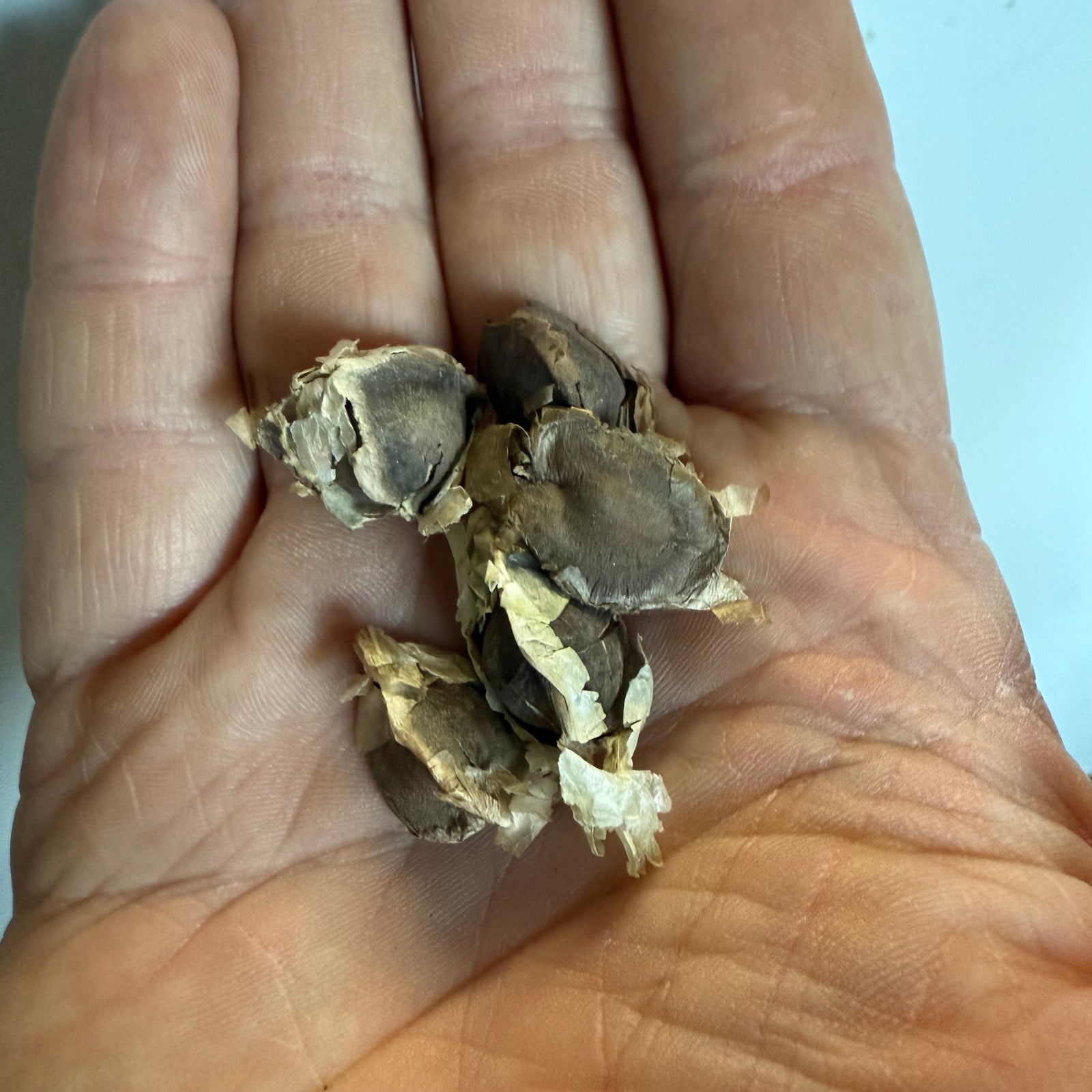 Moringa - Moringa oleif NEW